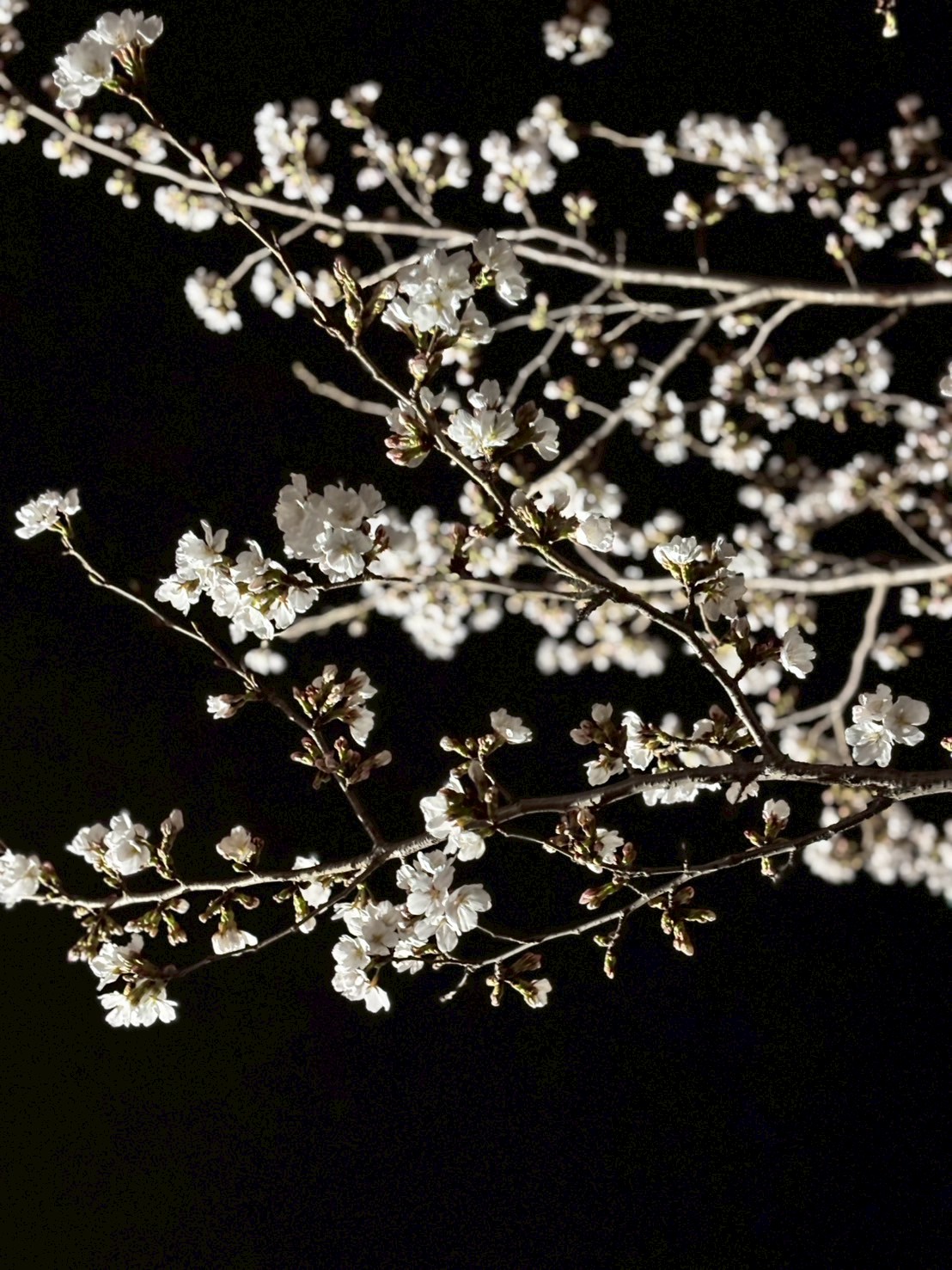 季節のお花🌸🌼🪻